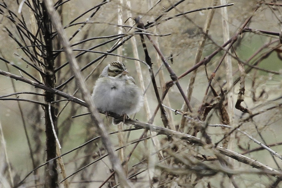 Clay-colored Sparrow - ML367729961
