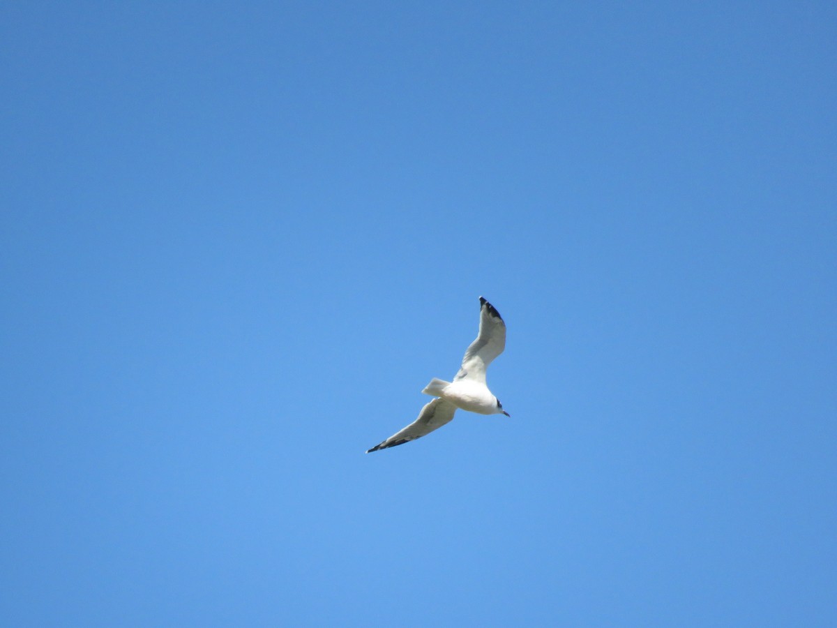 Franklin's Gull - ML367731341