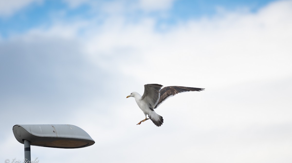 Lesser Black-backed Gull (intermedius) - Eric Francois Roualet