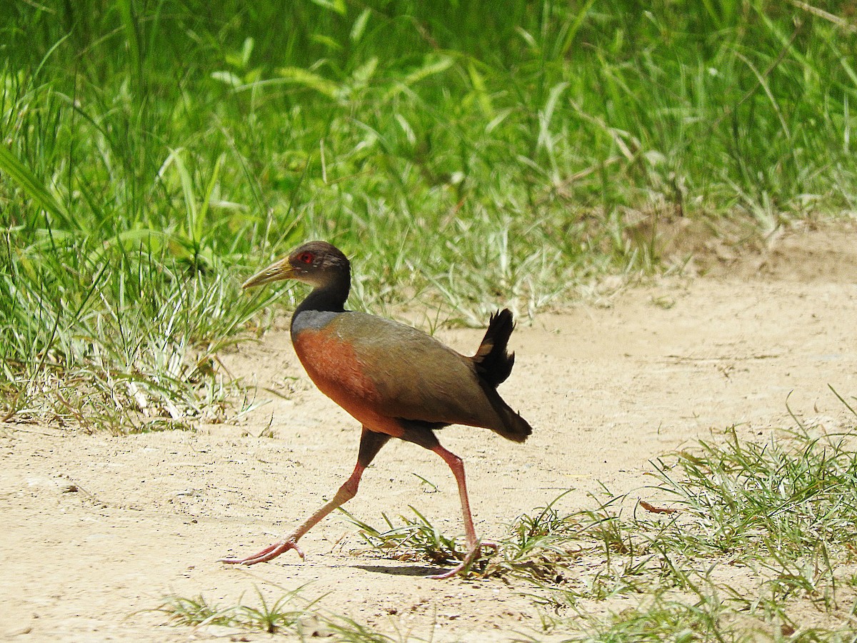 Gray-cowled Wood-Rail - ML367732841