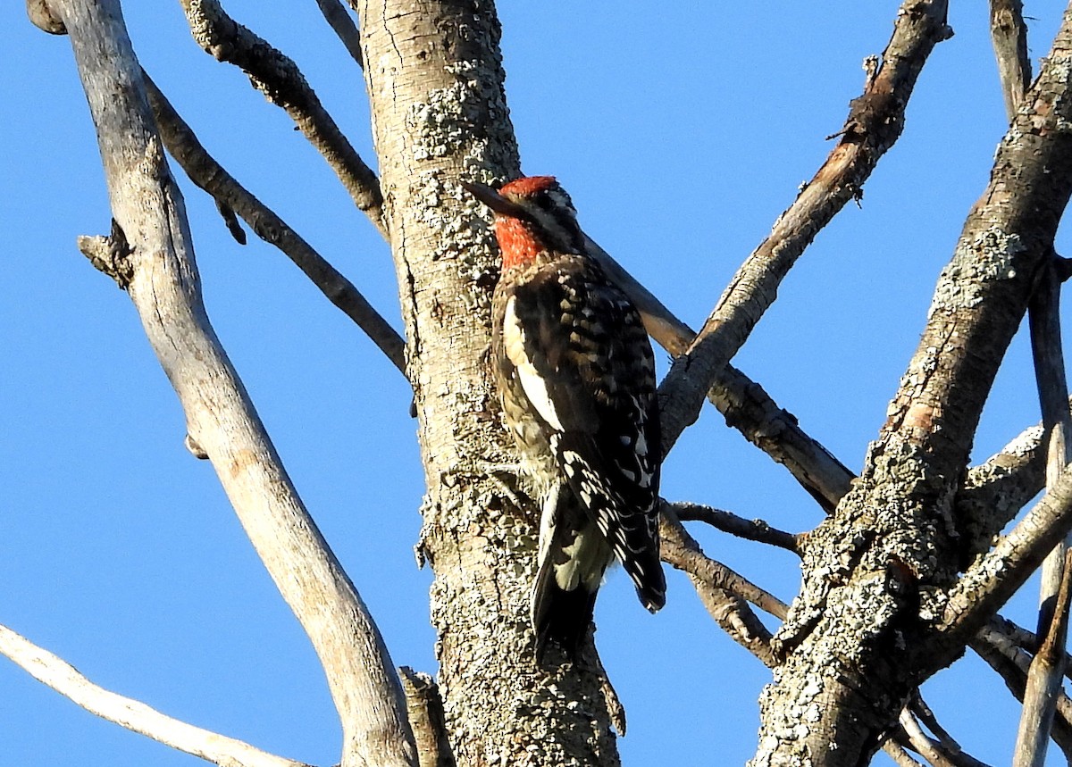 Yellow-bellied Sapsucker - ML367732871