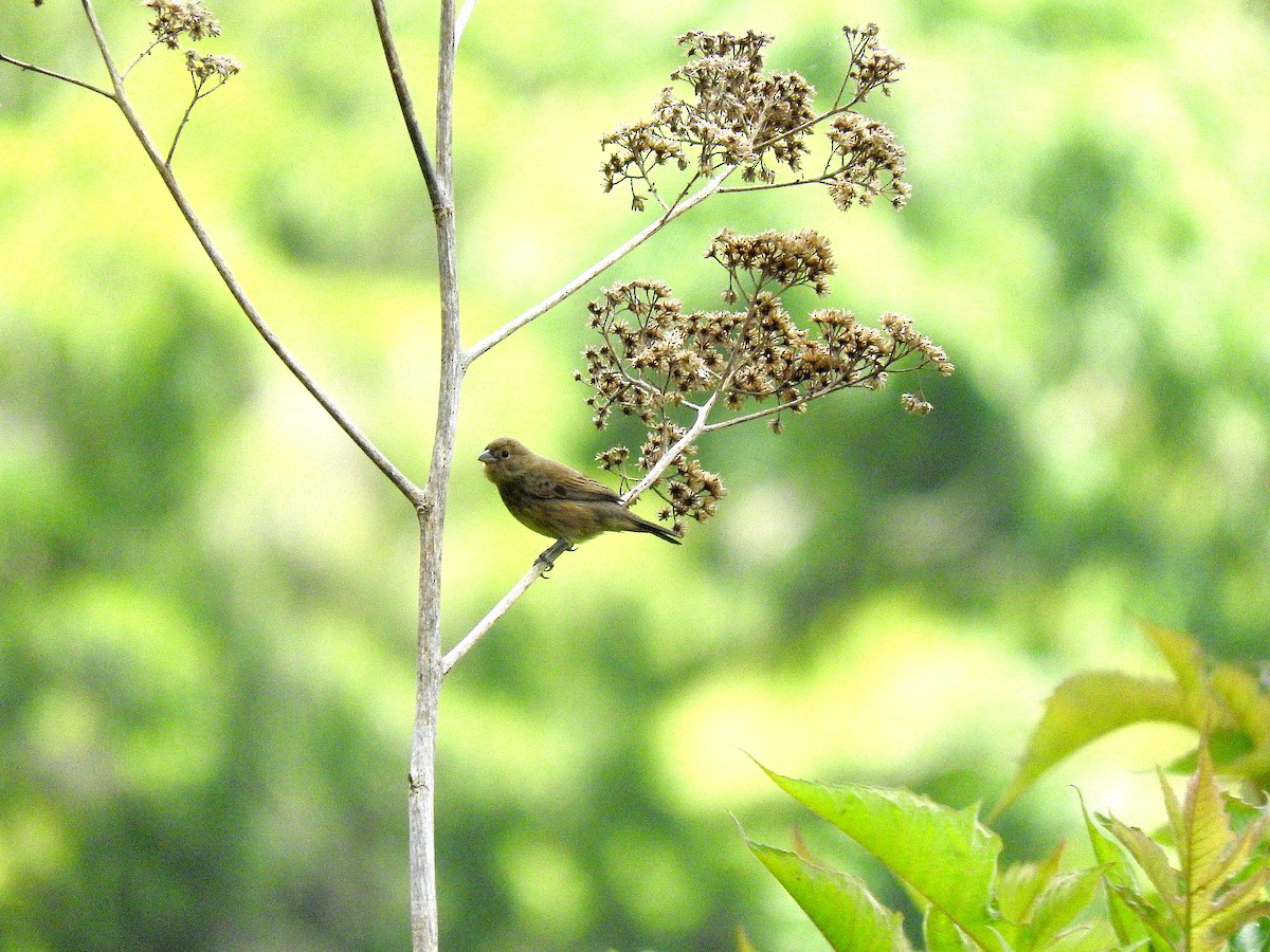 Blue-black Grassquit - ML367733021