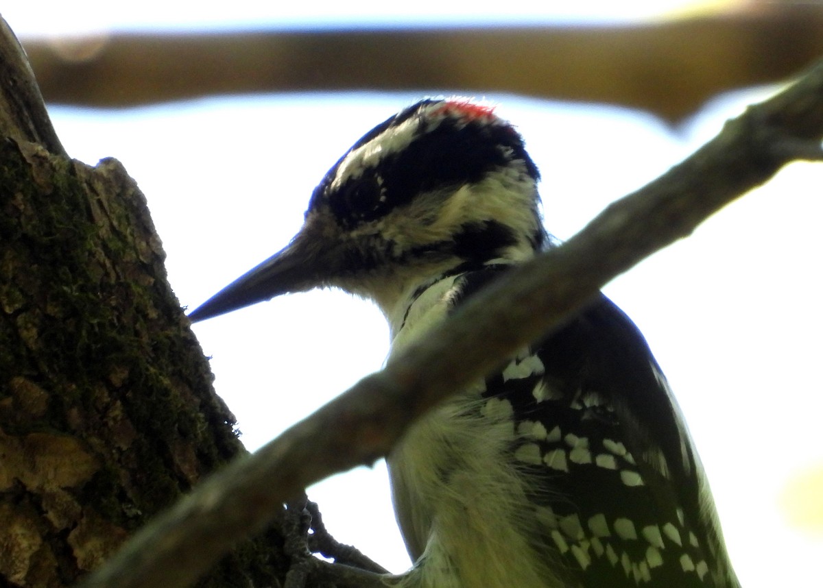Hairy Woodpecker - ML367733031