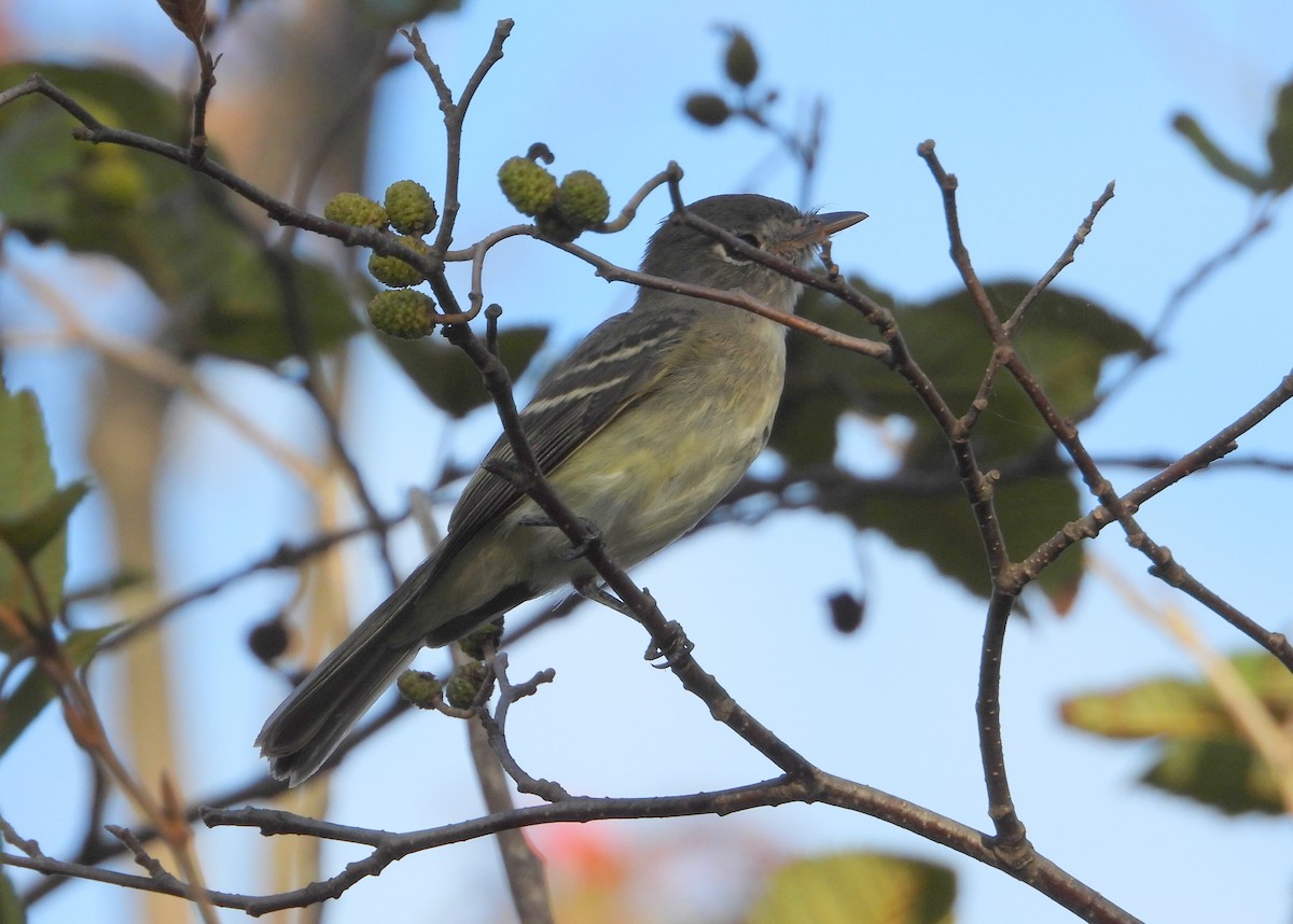 Least Flycatcher - ML367733501