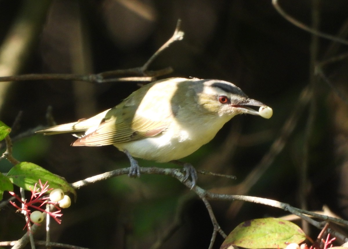 Red-eyed Vireo - ML367733521