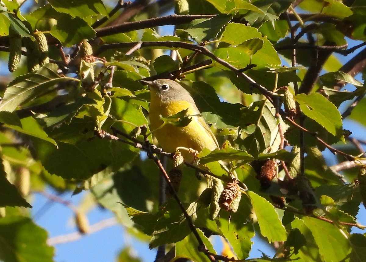 Nashville Warbler - Cindy  Ward