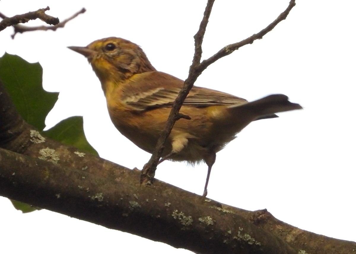 Pine Warbler - ML367734241