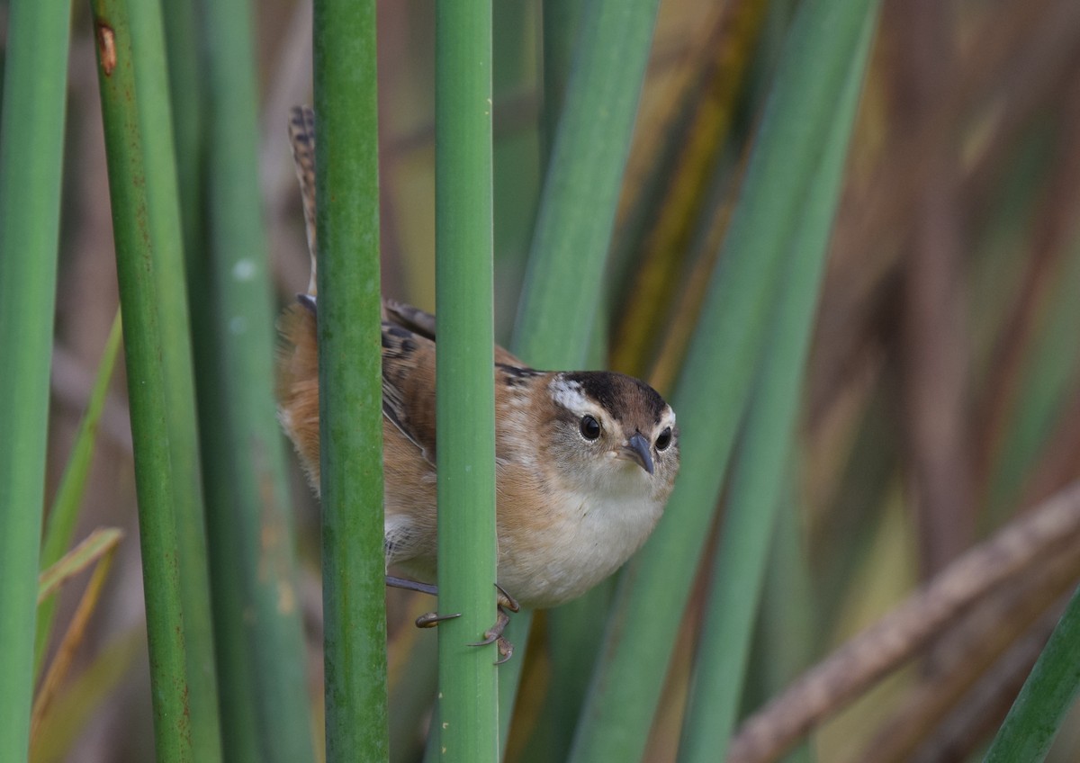 Marsh Wren - Andy Reago &  Chrissy McClarren