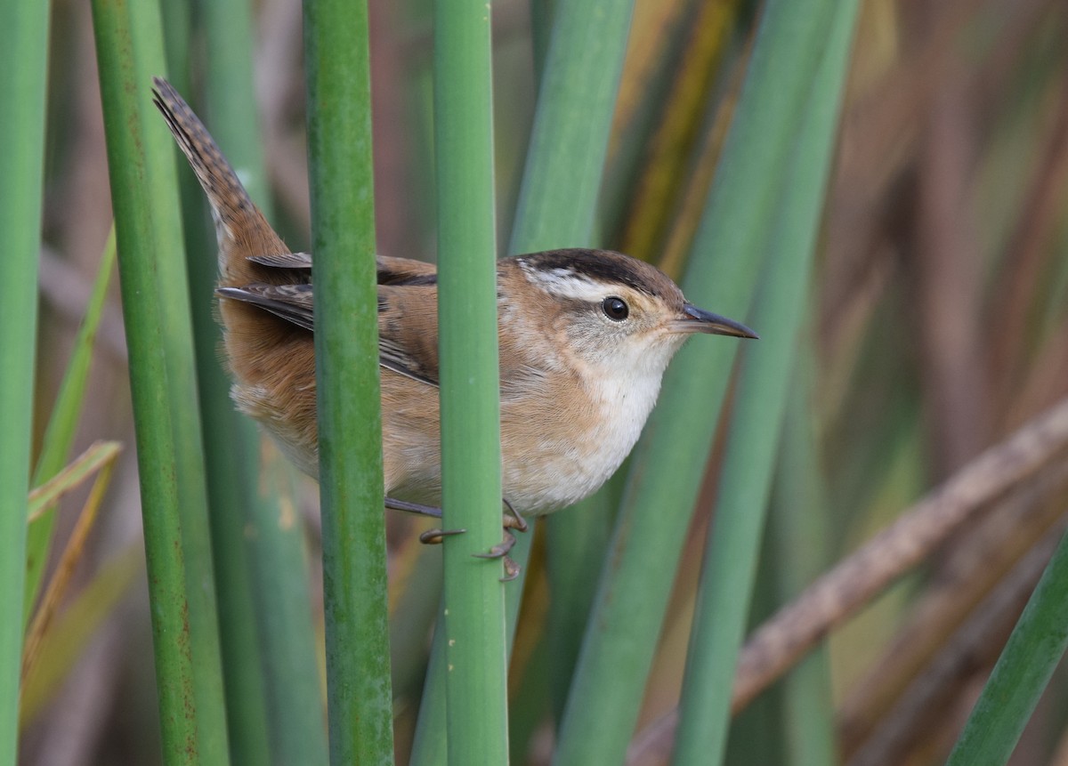 Marsh Wren - ML36773701