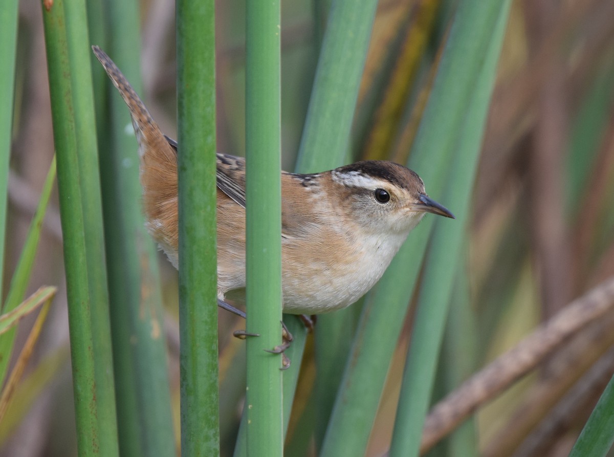 Marsh Wren - ML36773711