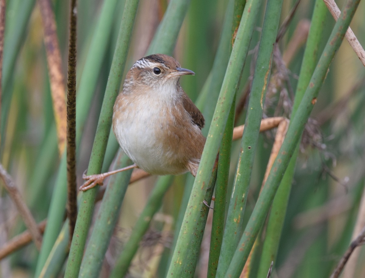 Marsh Wren - Andy Reago &  Chrissy McClarren