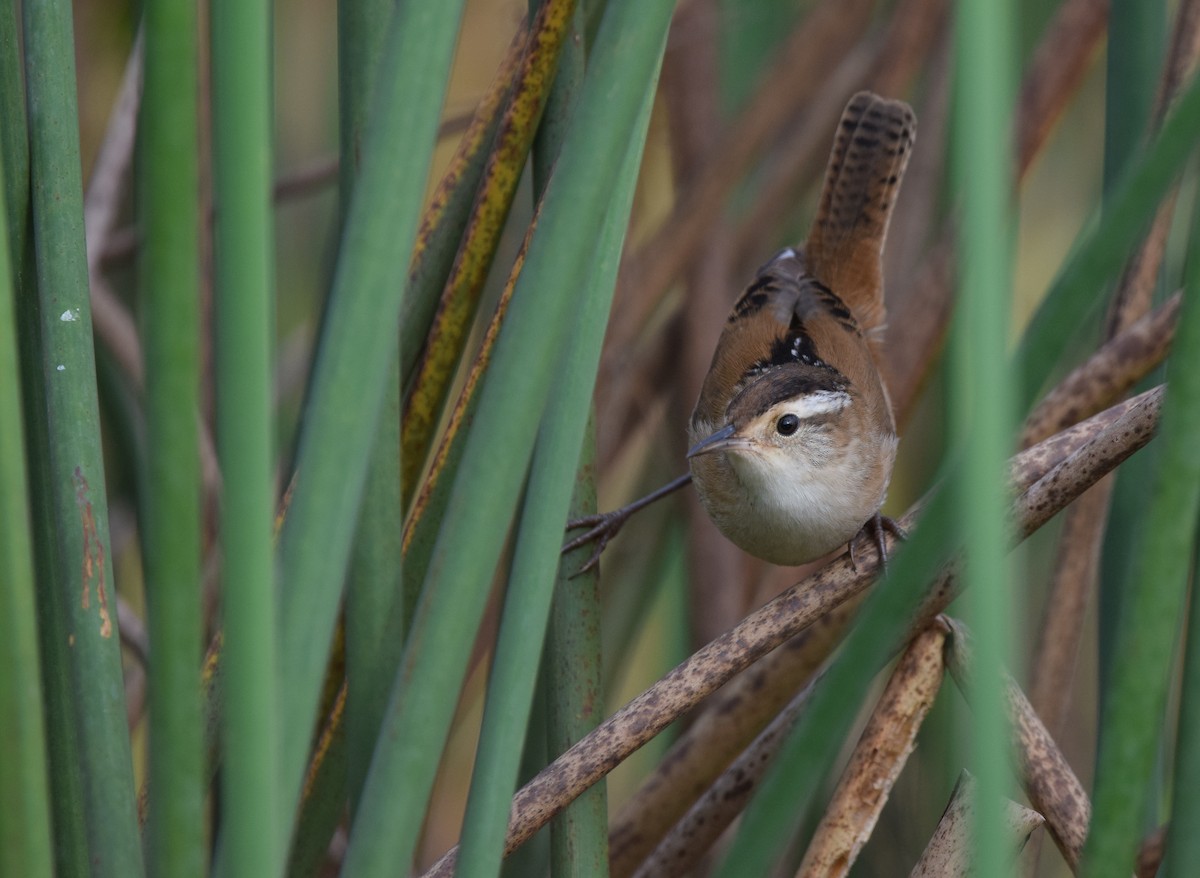 Marsh Wren - Andy Reago &  Chrissy McClarren