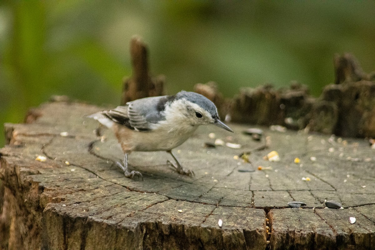 White-breasted Nuthatch (Eastern) - ML367739441