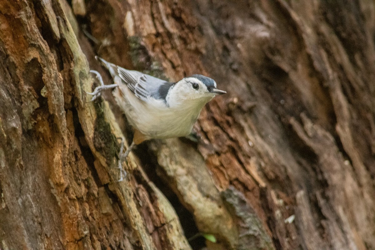 White-breasted Nuthatch (Eastern) - ML367739451