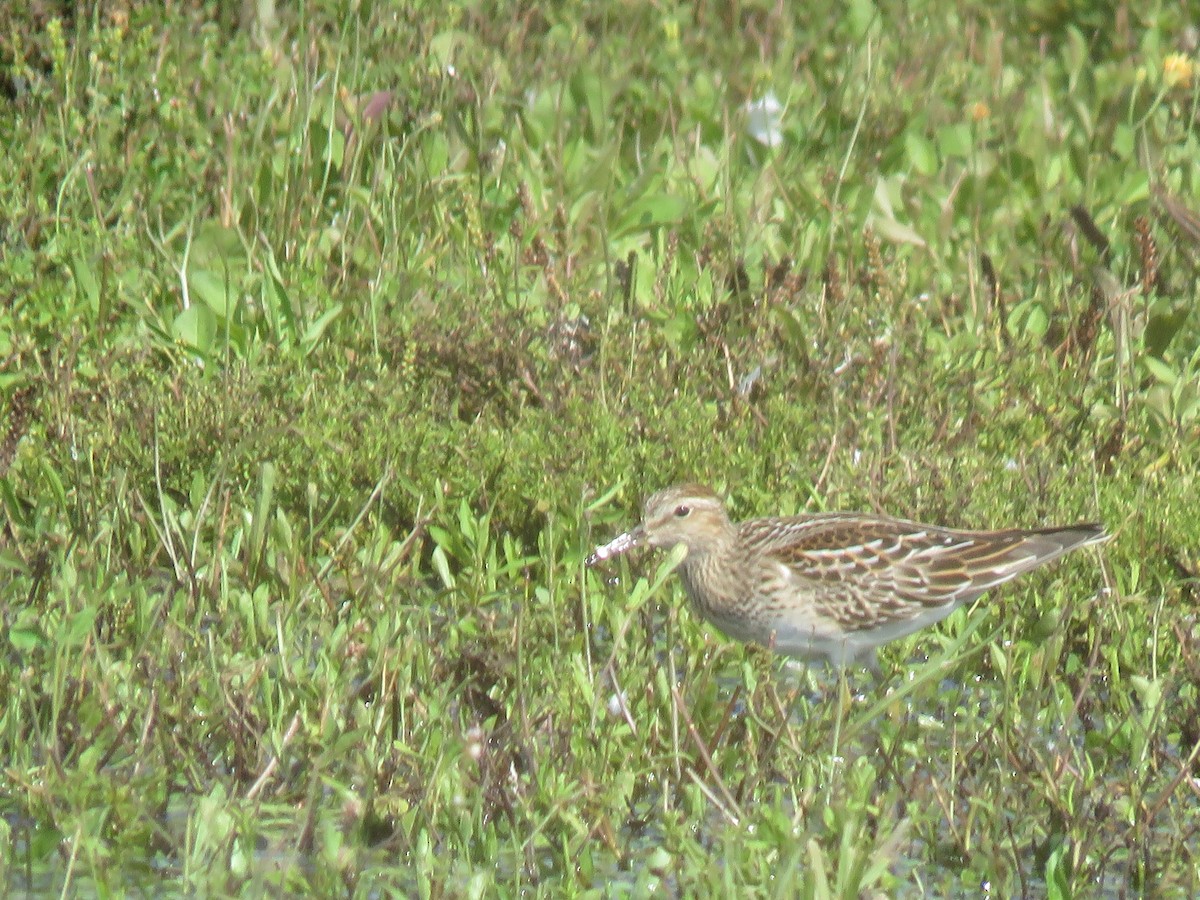 Bécasseau à poitrine cendrée - ML367739691