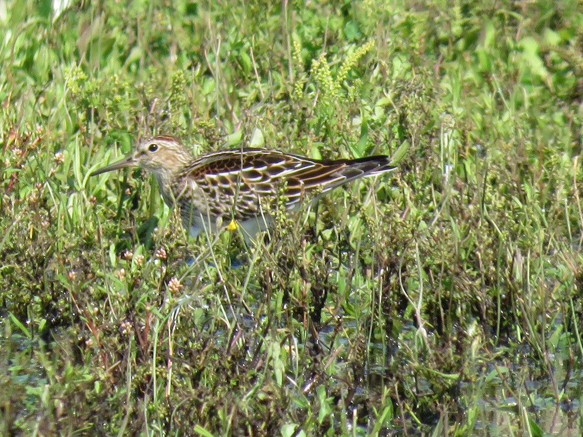 Pectoral Sandpiper - Kim Wylie