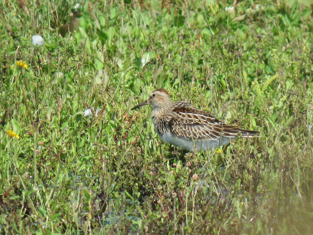 Bécasseau à poitrine cendrée - ML367739761