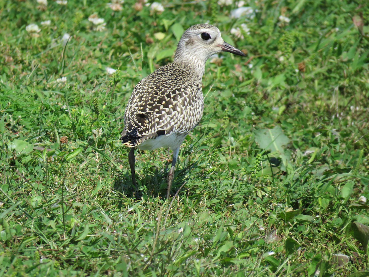 Black-bellied Plover - ML367739911