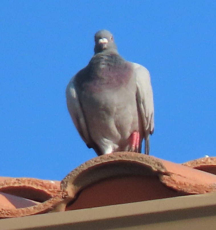 Rock Pigeon (Feral Pigeon) - ML367739931