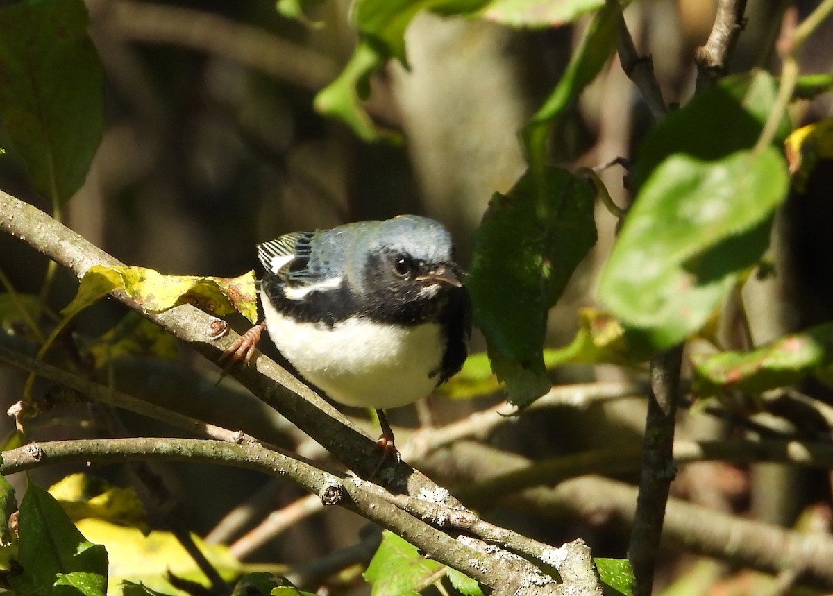Black-throated Blue Warbler - ML367739951