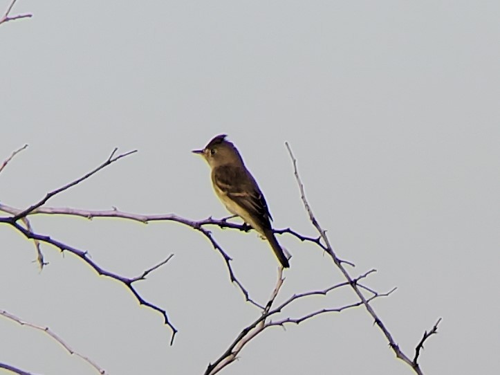 Western Wood-Pewee - Thomas Miko