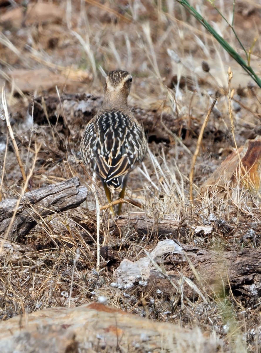 Eurasian Dotterel - ML367740571