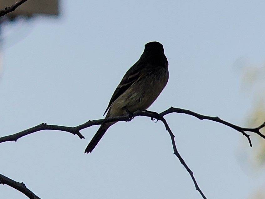 Western Wood-Pewee - Thomas Miko