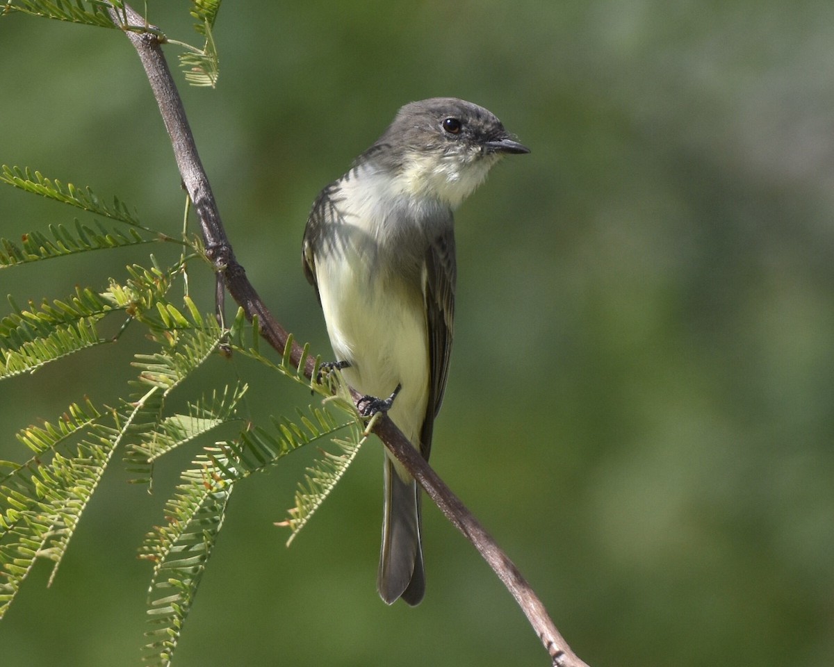 Eastern Phoebe - Don Hoechlin