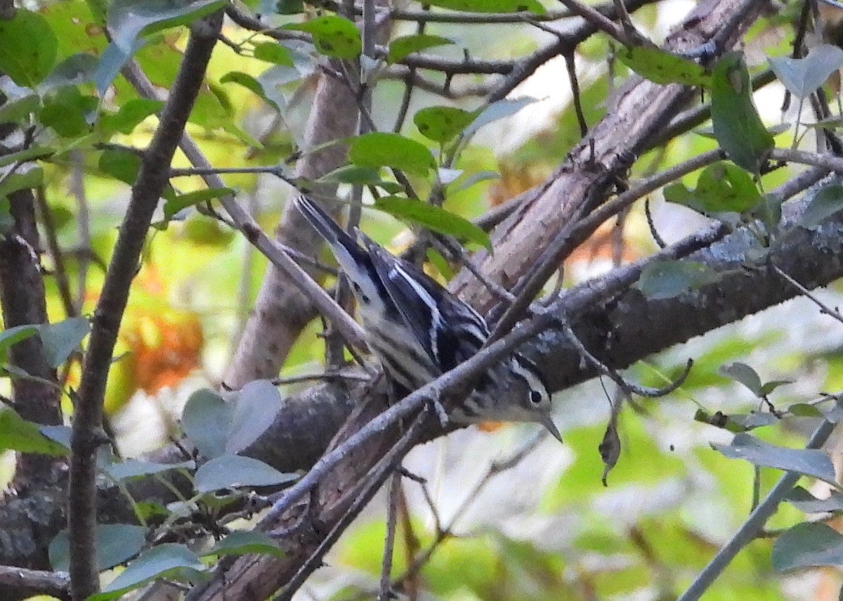 Black-and-white Warbler - ML367743661