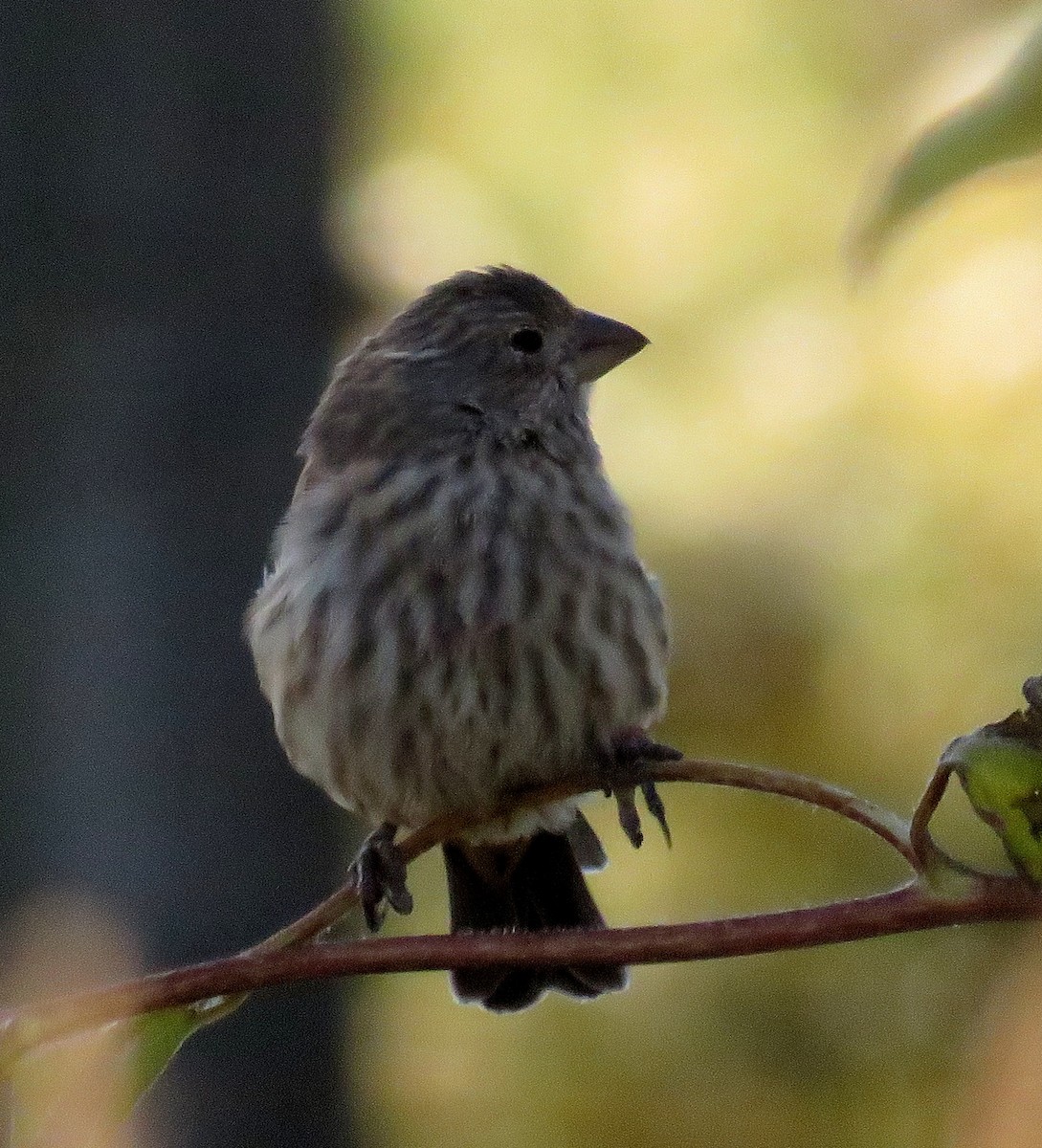 House Finch - ML36774471