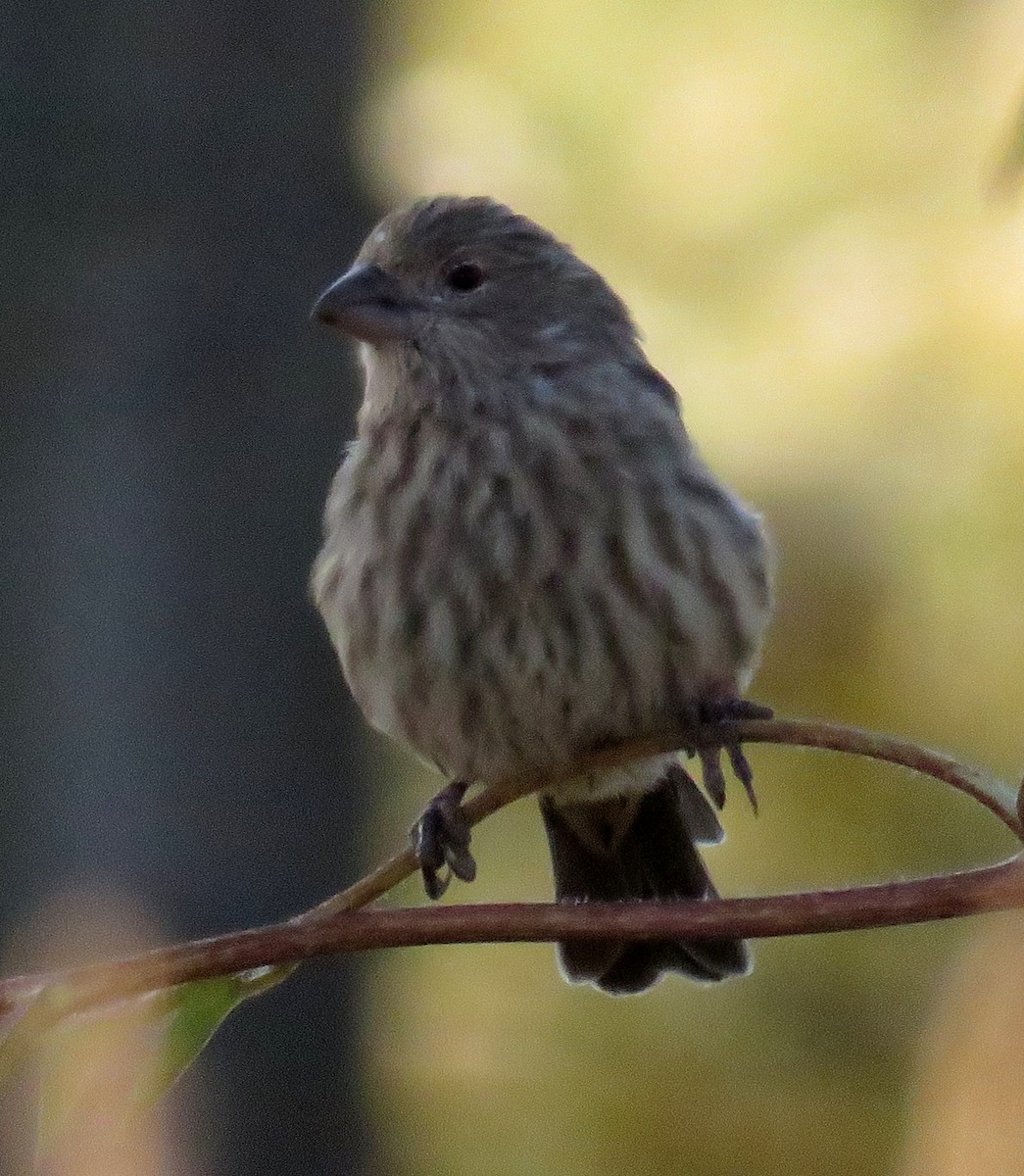 House Finch - ML36774481