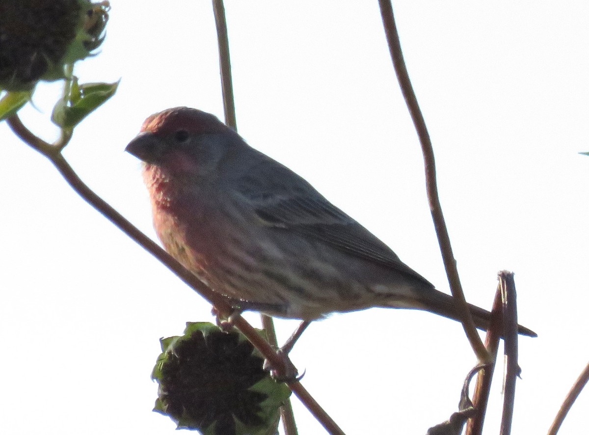 House Finch - ML36774511