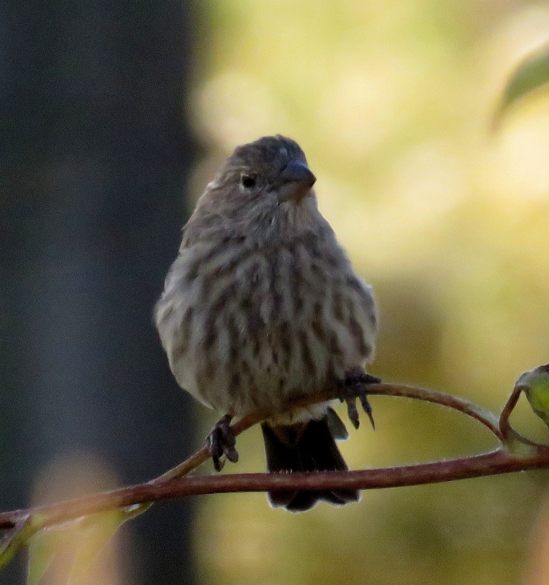 House Finch - ML36774521