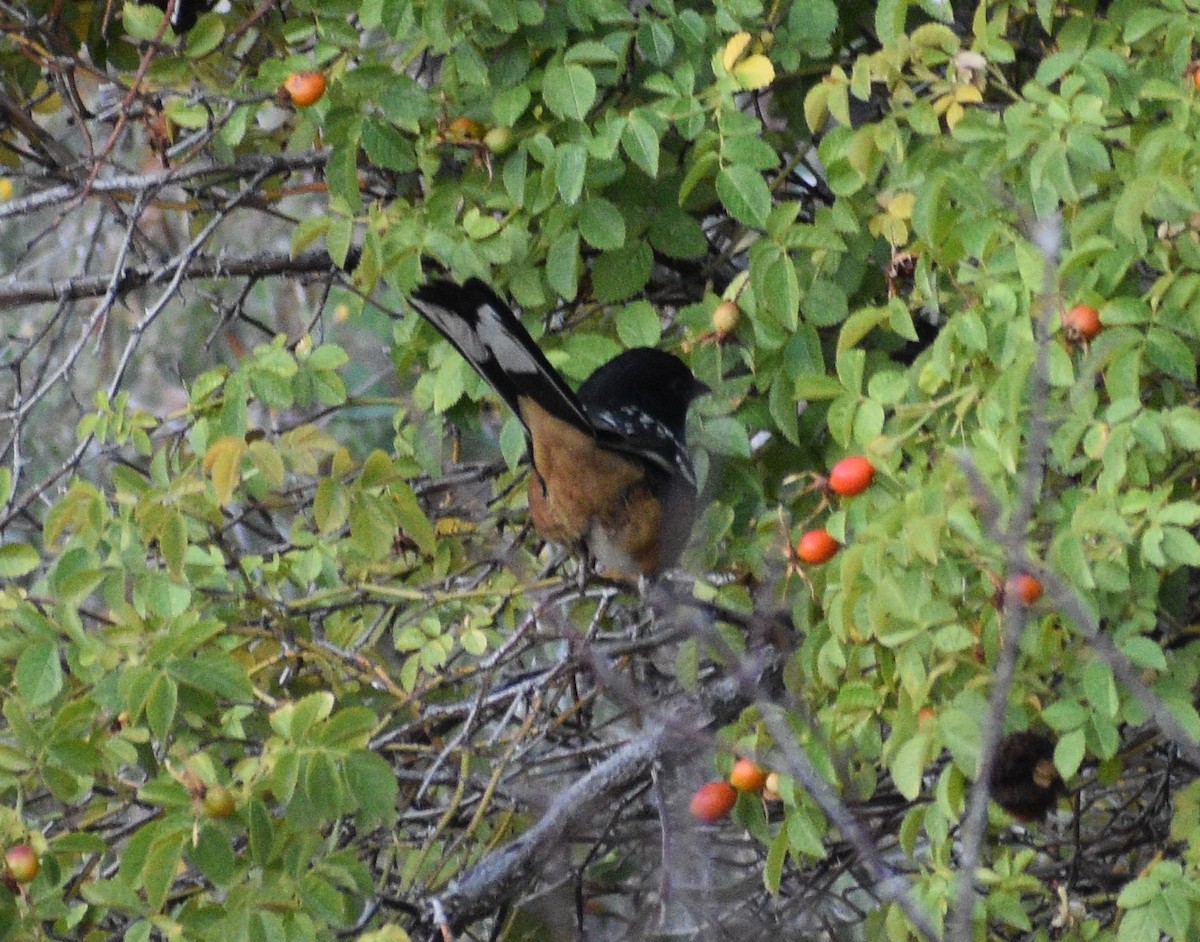 Spotted Towhee - ML367746021