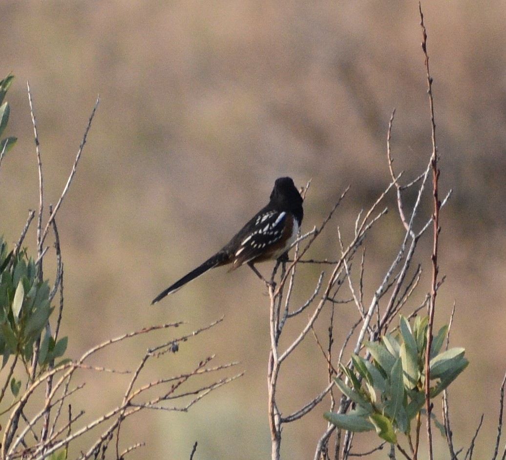 Spotted Towhee - ML367746331