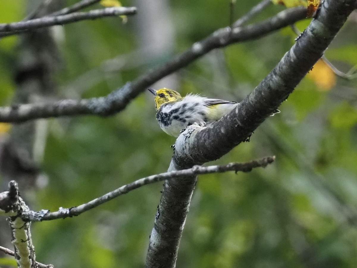 Black-throated Green Warbler - ML367746781