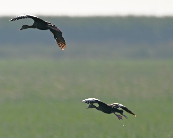 Black-bellied Whistling-Duck - Paula Gatrell