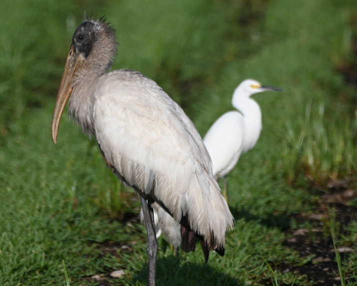 Wood Stork - ML367747951