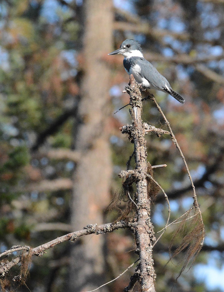 Belted Kingfisher - Guy McWethy