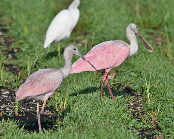 Roseate Spoonbill - ML367748841