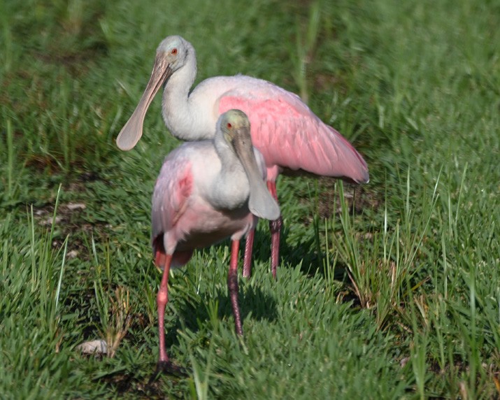 Roseate Spoonbill - ML367749061