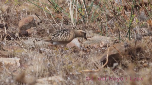 Eurasian Dotterel - ML367749221