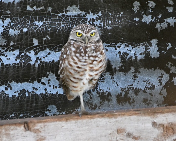 Burrowing Owl - ML367749421