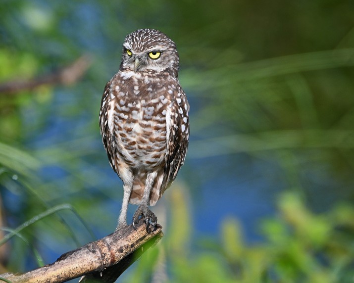 Burrowing Owl - ML367749431