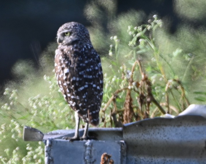 Burrowing Owl - ML367750211