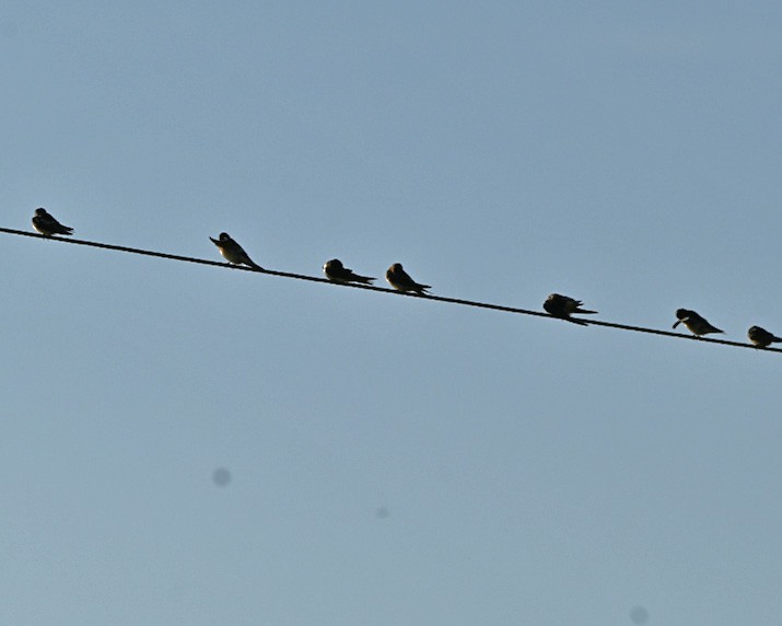 Barn Swallow - ML367750401