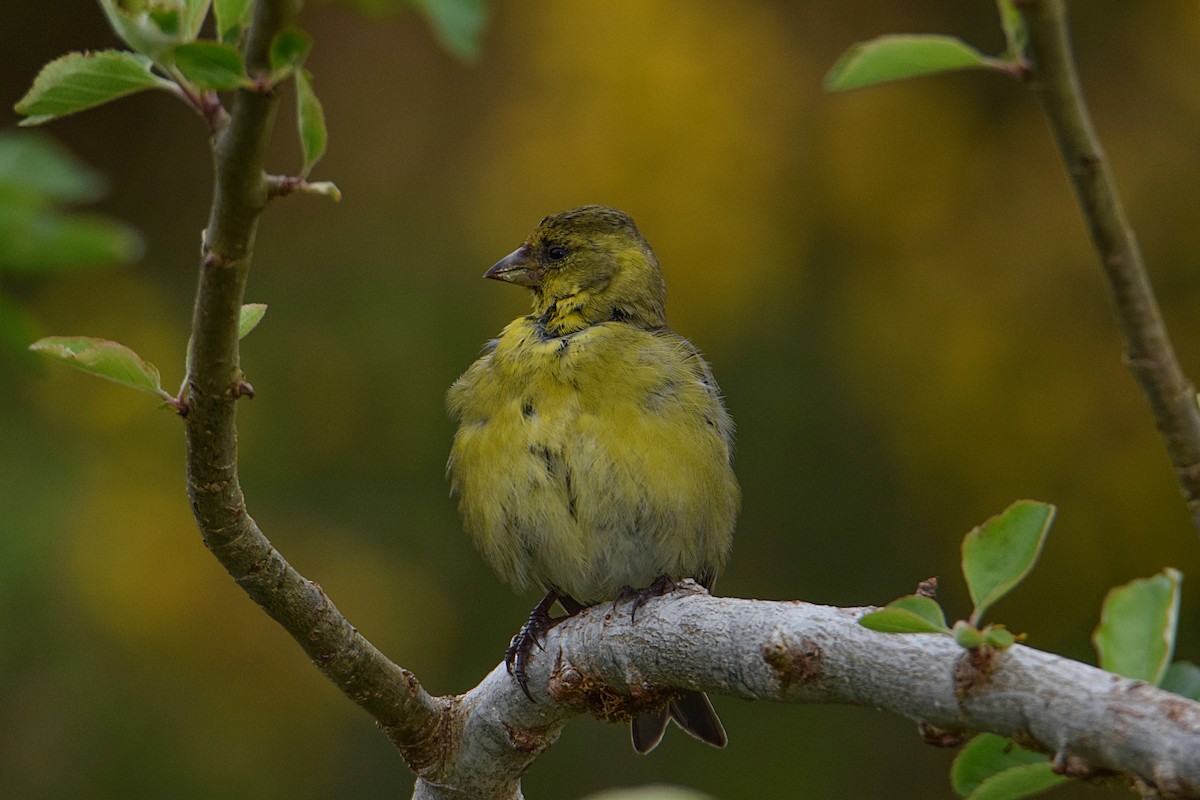 Black-chinned Siskin - ML367750761