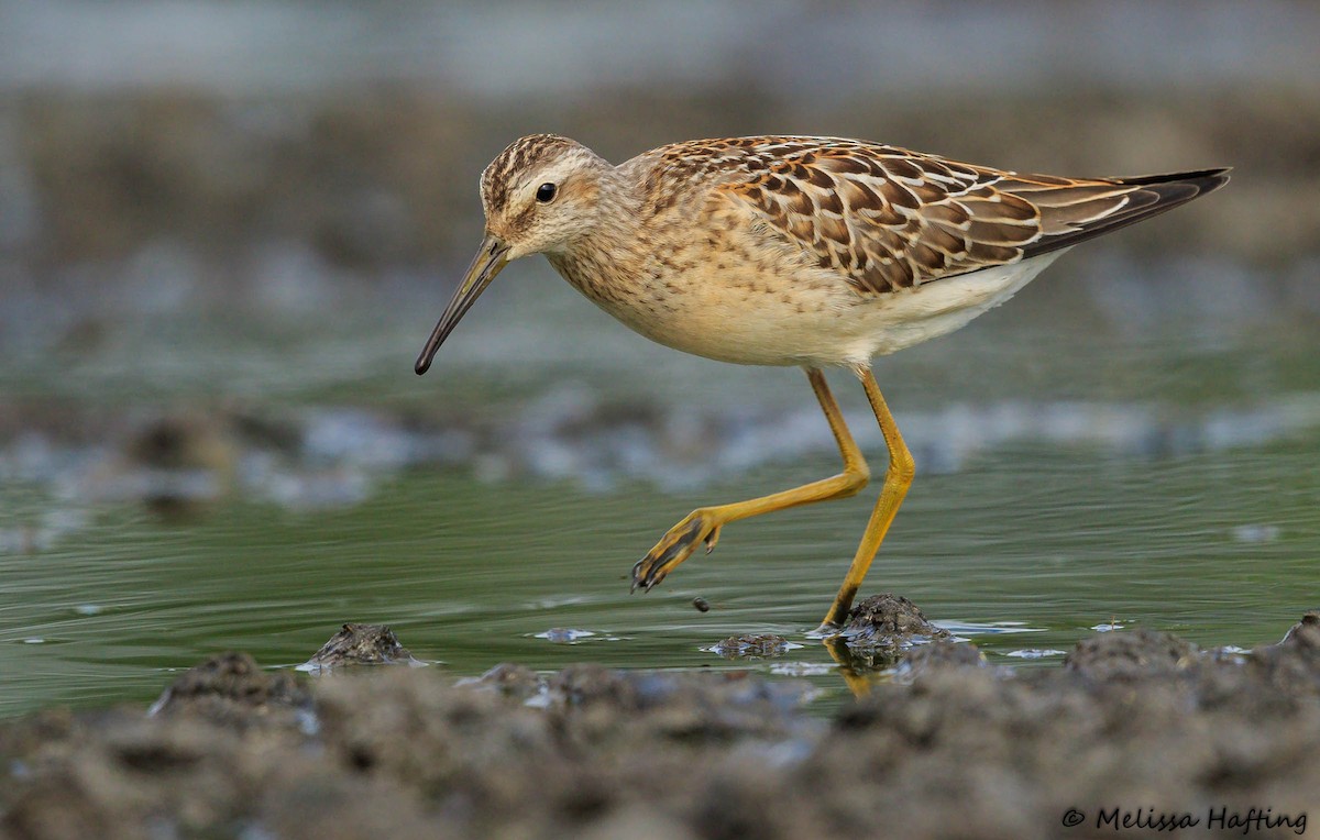 Stilt Sandpiper - ML367751391