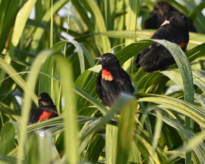 Red-winged Blackbird - ML367751411