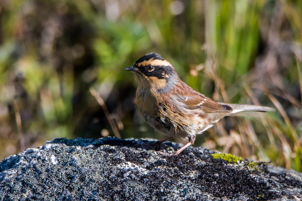 Siberian Accentor - ML367751771